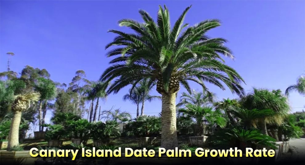 Canary Island Date Palm  Growth Rate
