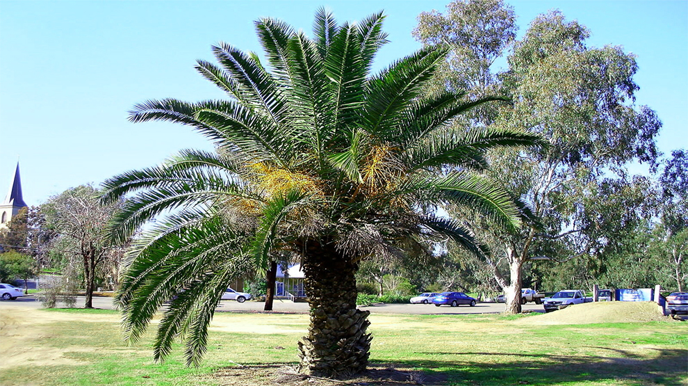 Canary Palms Grow